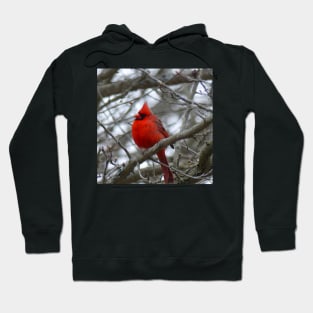 Winter Cardinal Photography Art Beautiful Heaven Sent Messenger Male Red Cardinal Hoodie